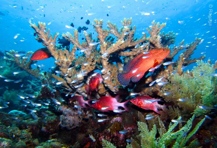 Coral-Garden-Tulamben