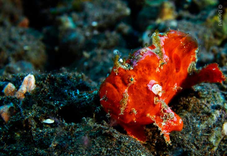 Freckled-Frogfish