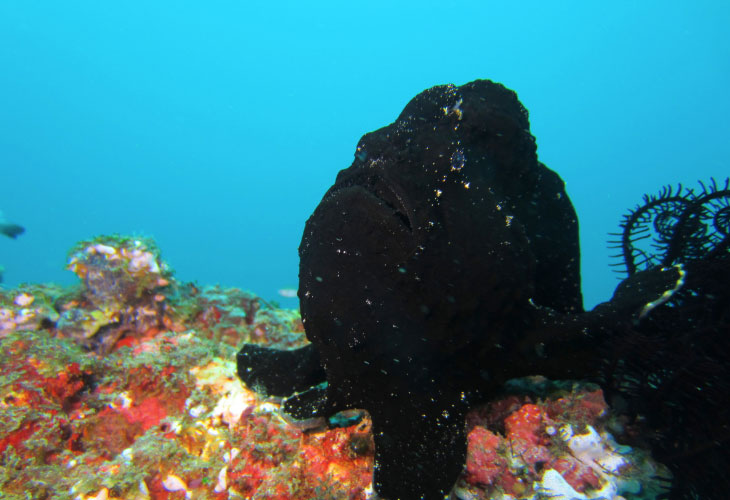Giant-Frogfish