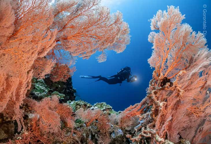 Gorontalo-Diving