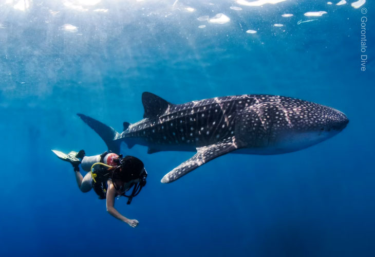 Whale-Sharks-Attractions