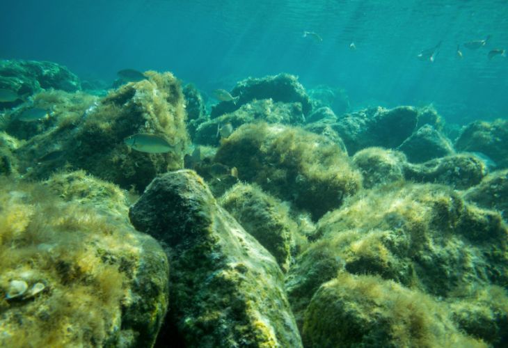 Substrate-Covers-with-Algae