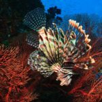 Lionfish-Night-Dive-Tulamben